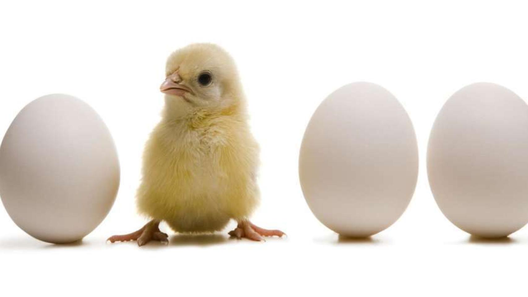 el huevo o la gallina