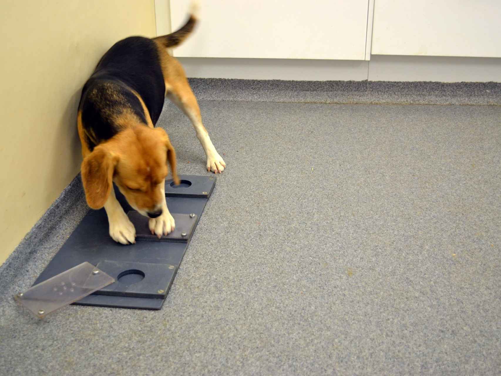 Un beagle tratando de resolver un rompecabezas.
