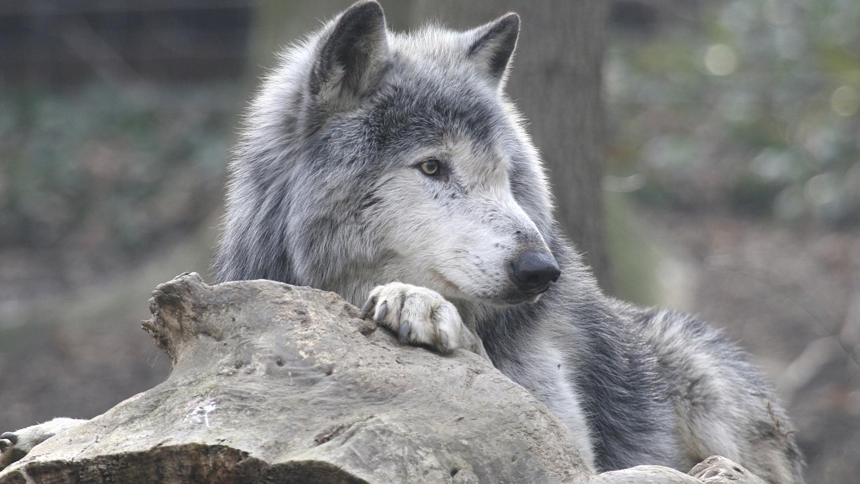 Un lobo salvaje.