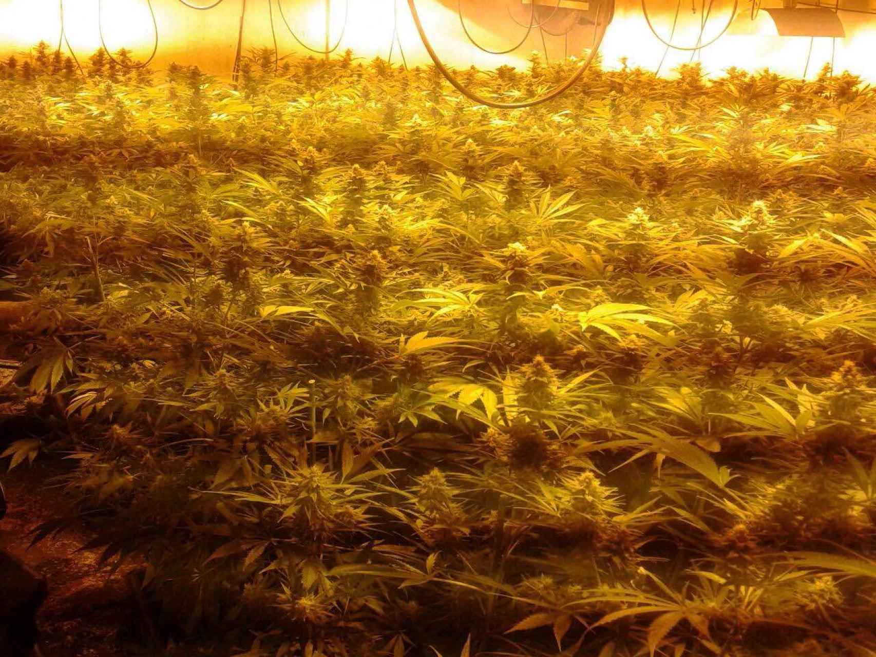 Cultivo de marihuana en el sótano de una 'casa verde', a punto para la recogida.