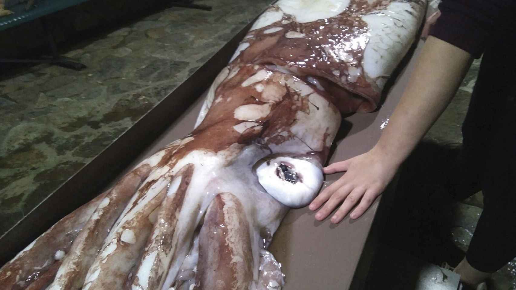 El cadáver de la cría de calamar gigante rescatado en La Coruña.