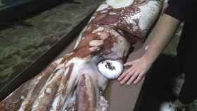El cadáver de la cría de calamar gigante rescatado en La Coruña.