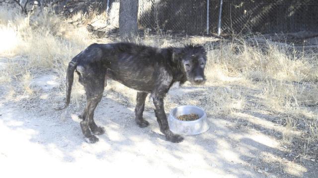 Uno de los Schanauzer gigantes del productor en estado de abandono