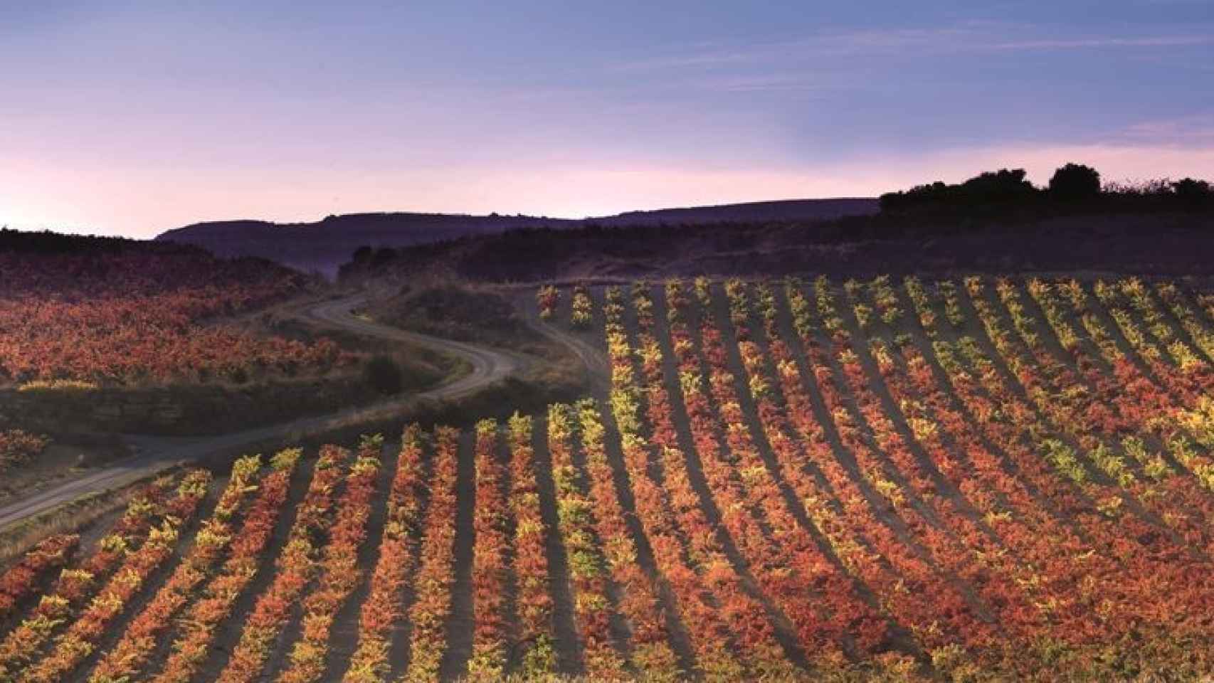 Paisaje entre viñedos en Haro, en la Rioja Alta.