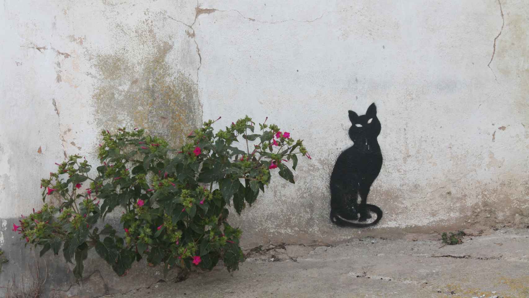 En Trasmoz ha aparecido este grafiti de un gato negro, animal mágico asociado a la brujería.