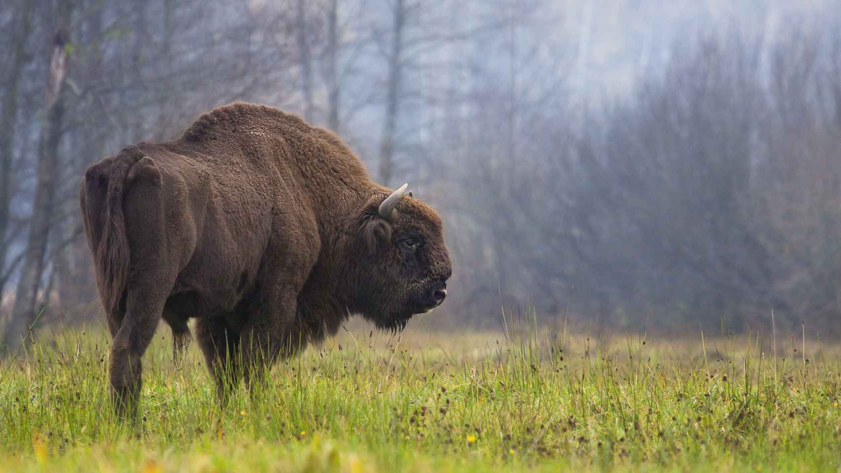 Un bisonte europeo contemporáneo.