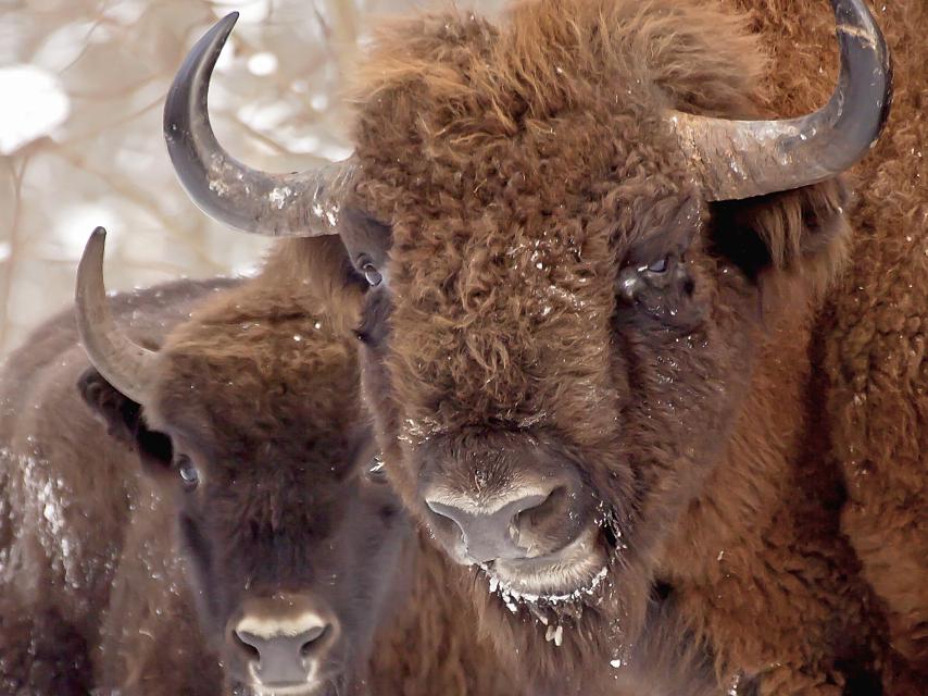 Dos bisontes europeos en Polonia.