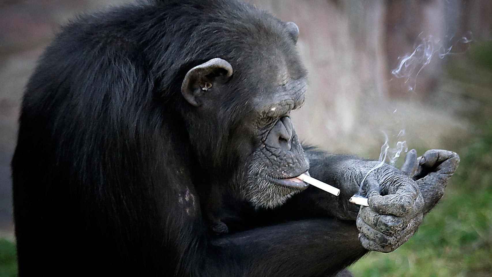 Ésta es Azalea, la chimpancé que fuma en el zoo de Corea del Norte