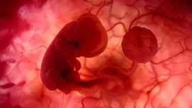 Imagen de un embrión en gestación