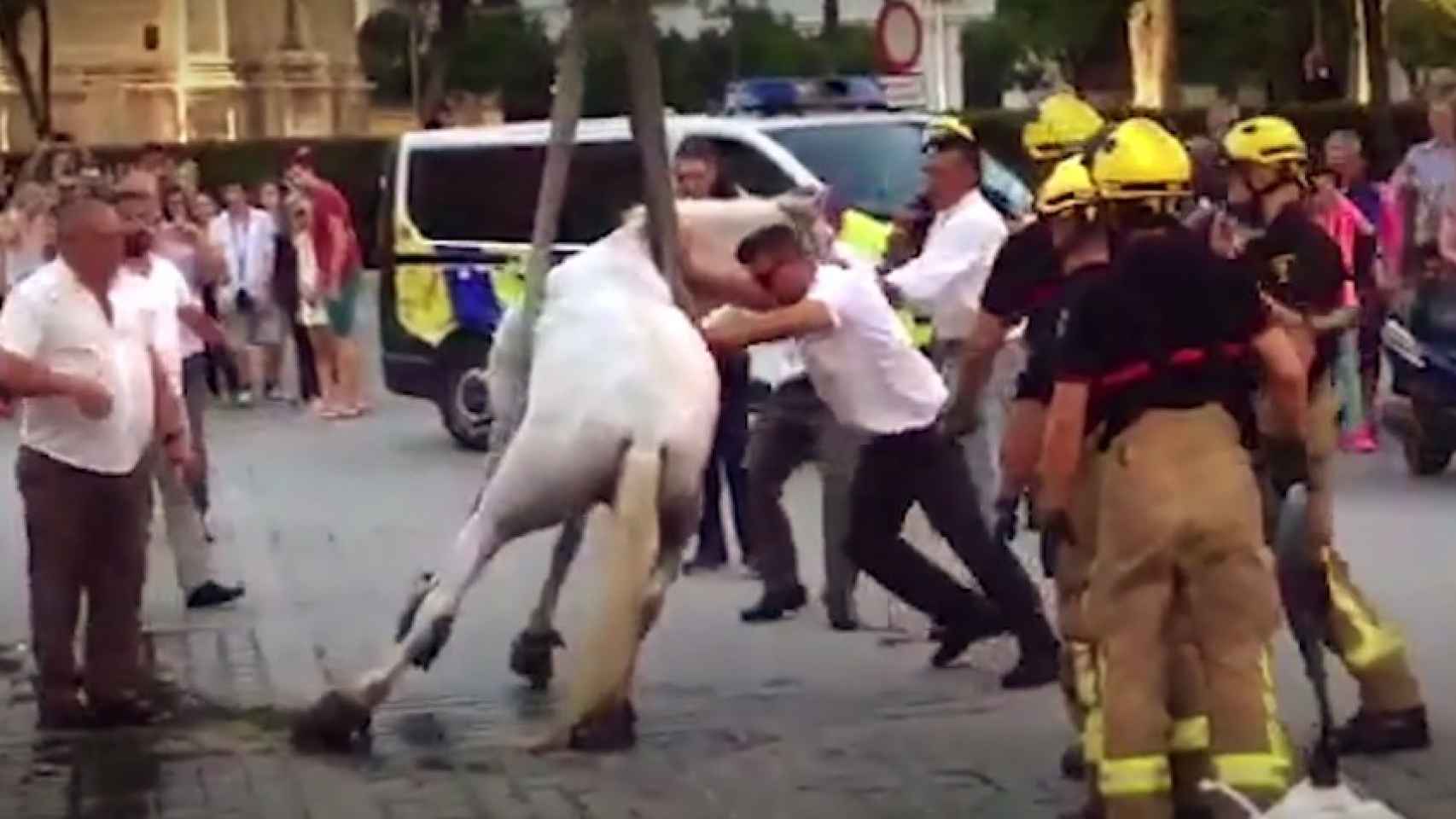 PACMA ha documentado las condiciones de los caballos que arrastran coches para turistas en Sevilla