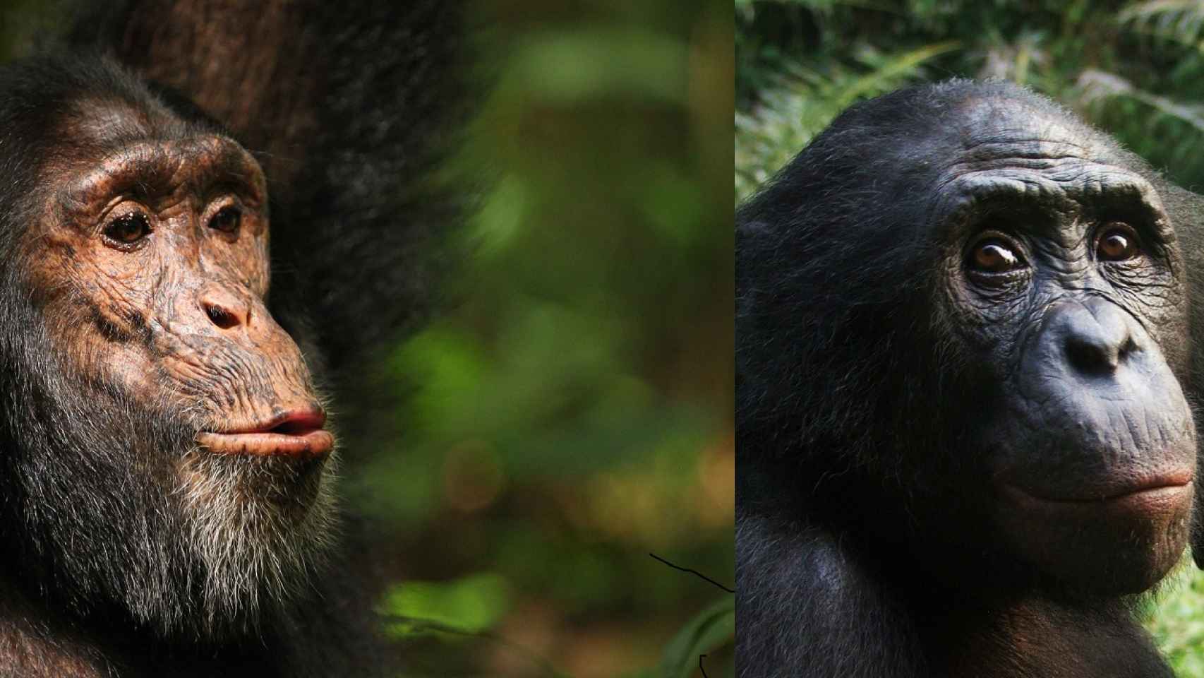 El chimpancé DJ y un bonobo