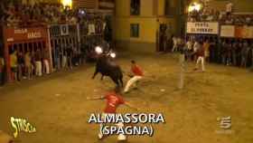 Un toro embolado en la Plaza Mayor de Almassora.