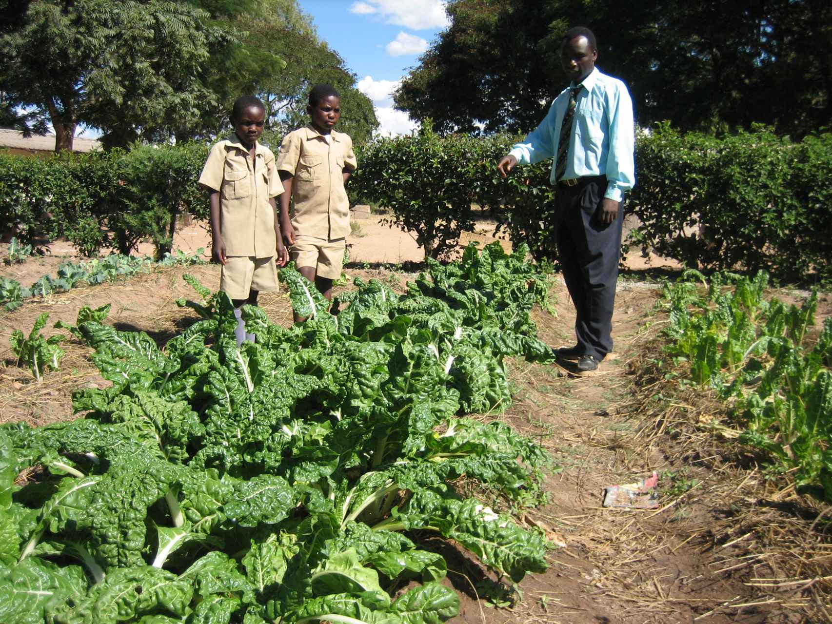 Plantación de espinacas y acelgas en la escuela Chisungu de Zimbabue.