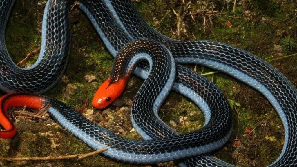 serpiente_coral_azul