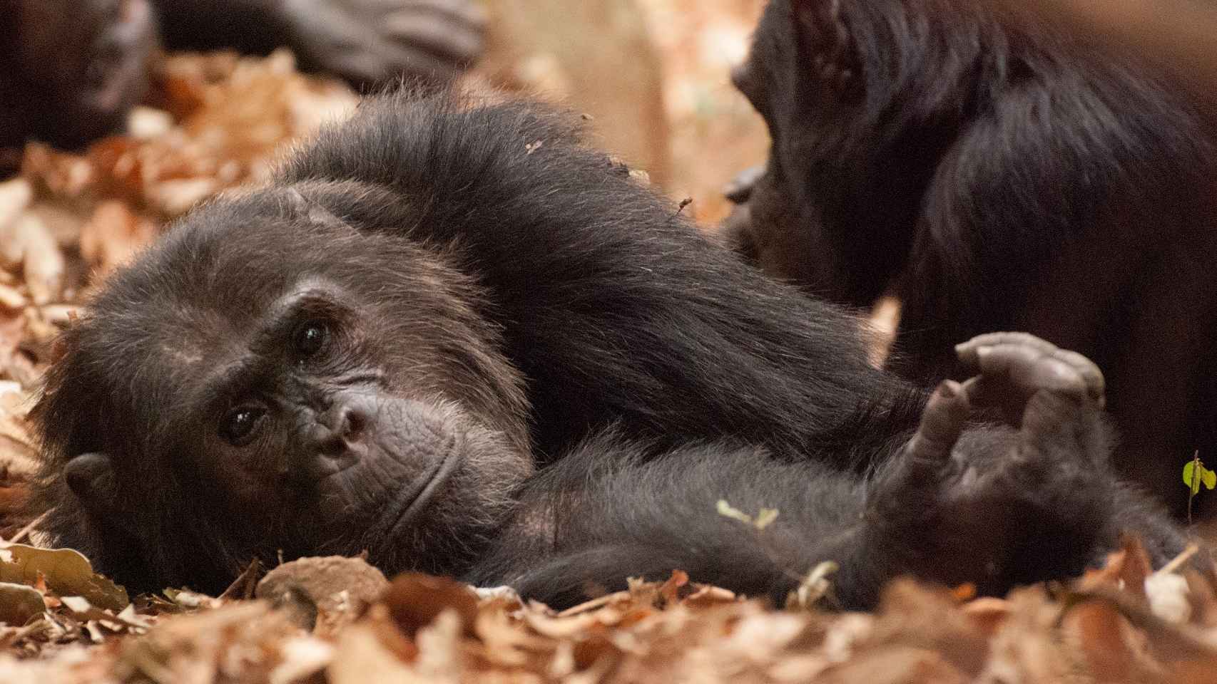 Un bebé chimpancé en el parque Gombe.