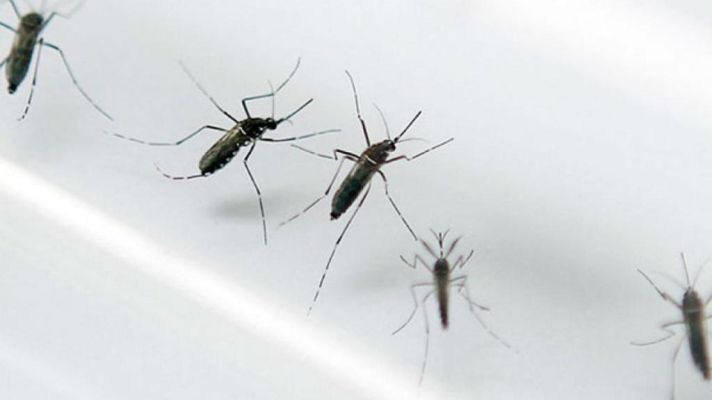 mosquitos transgénicos contra el zika