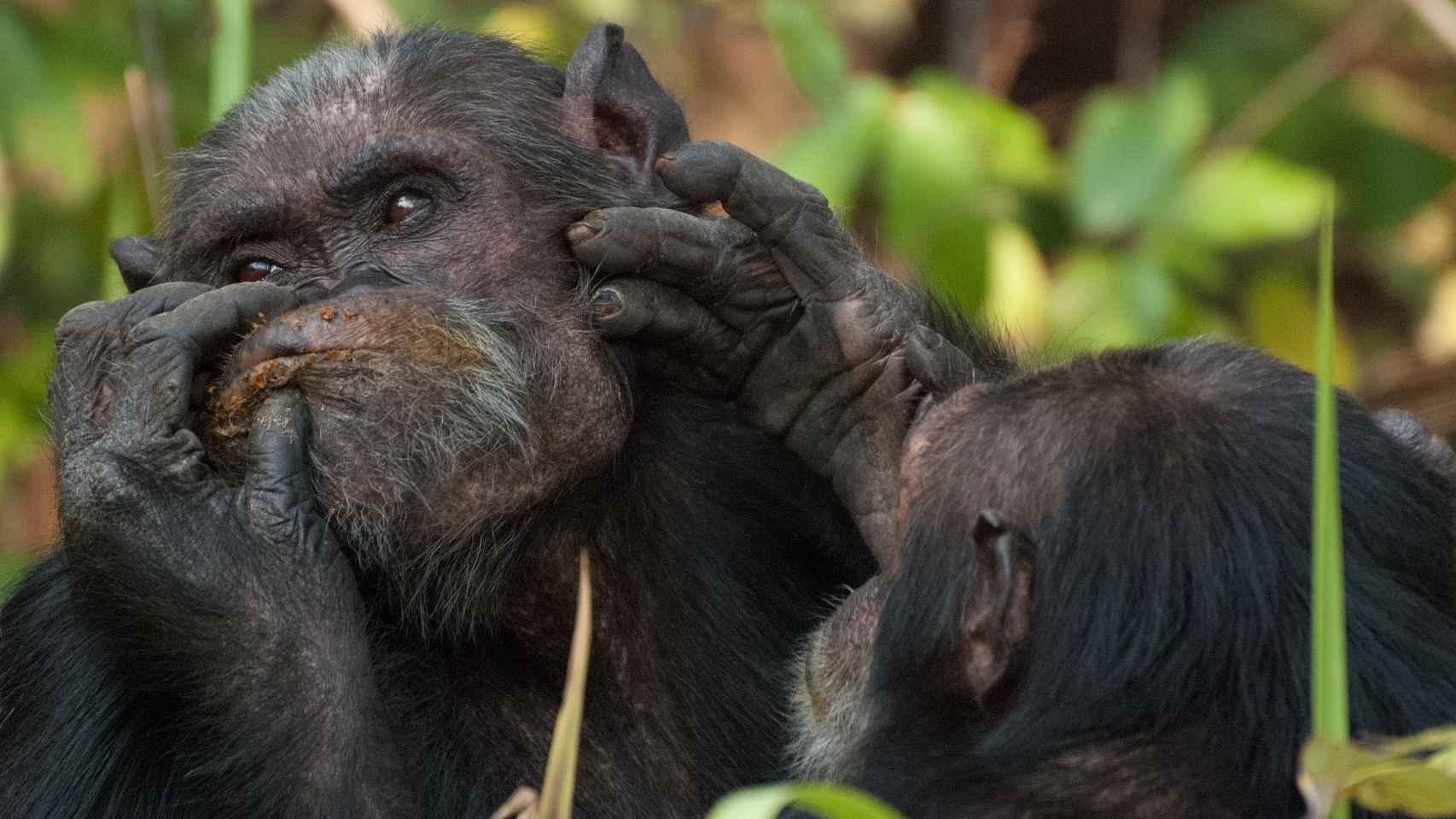Dos chimpancés Gombe interactuando.
