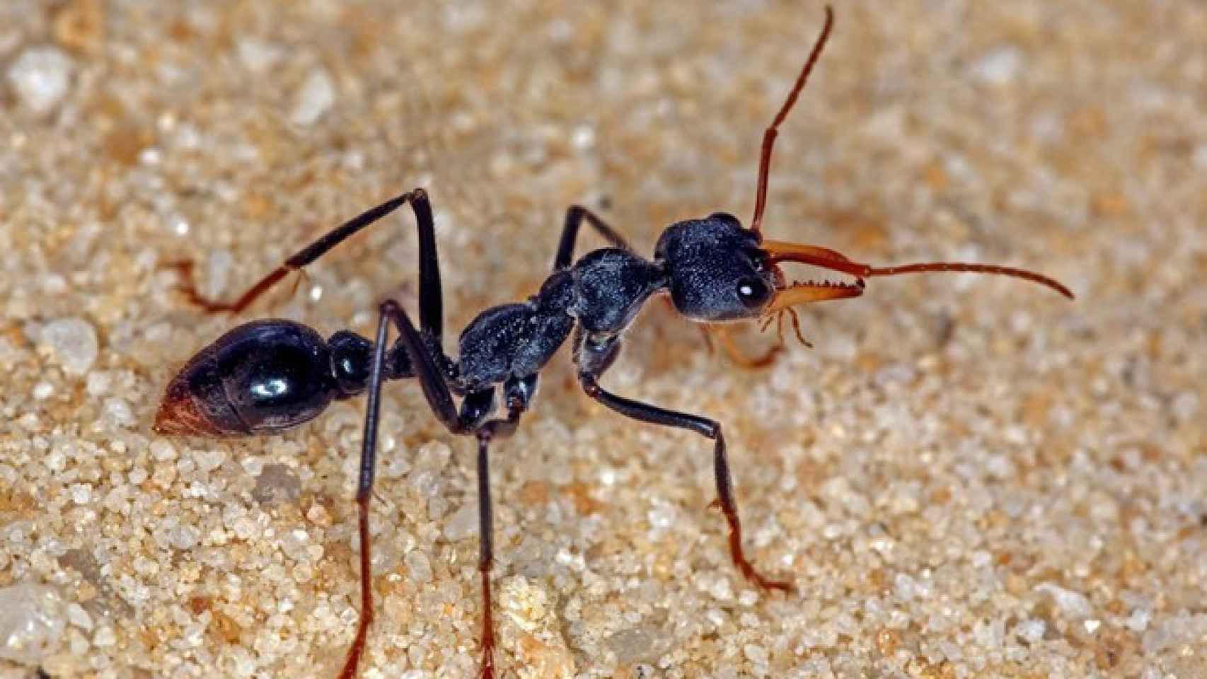 La hormiga más peligrosa.