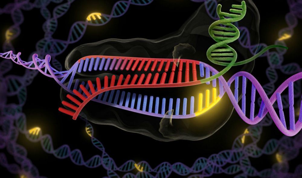 crispr en humanos