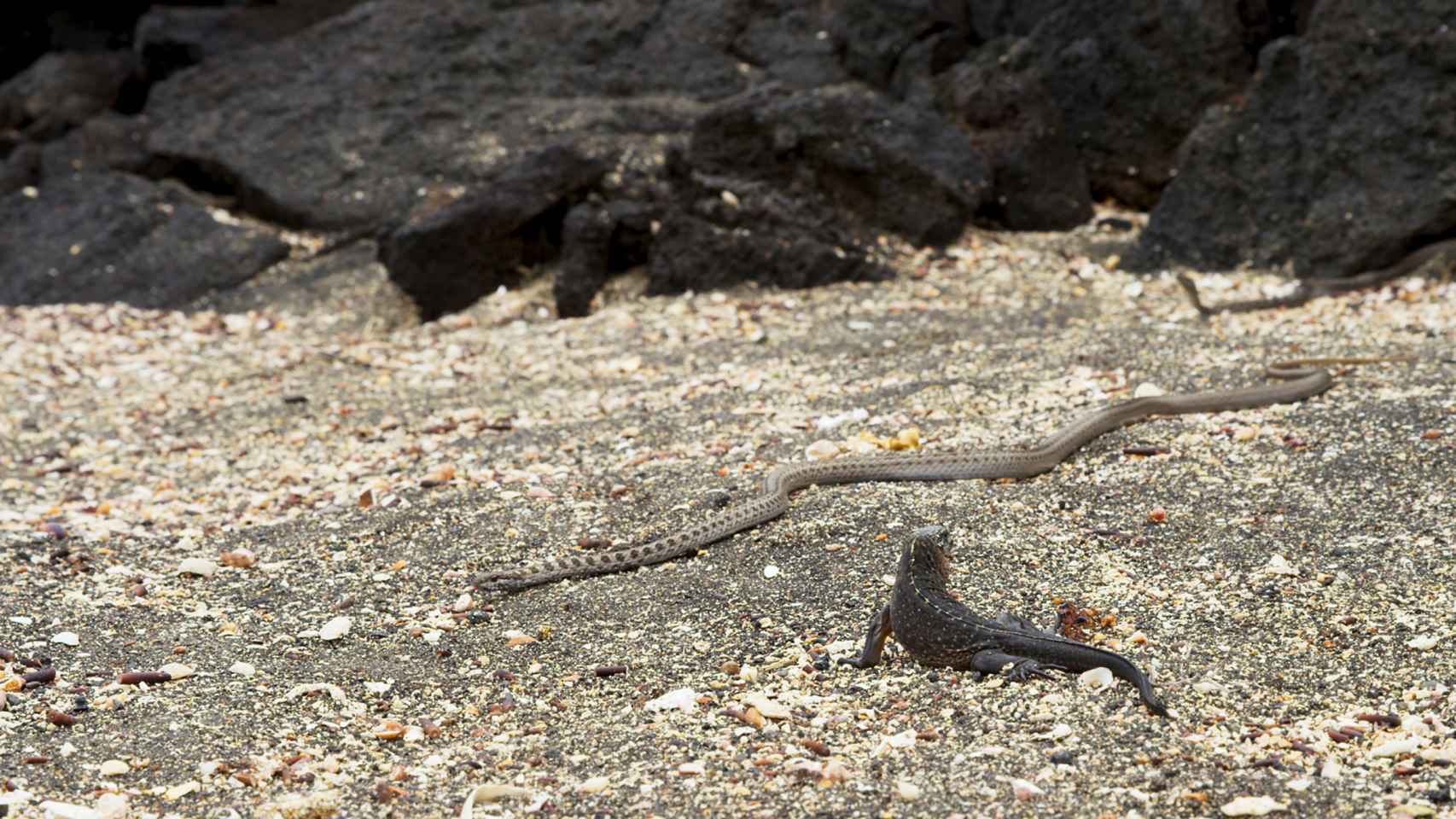 La iguana contra las serpientes en Galápagos.