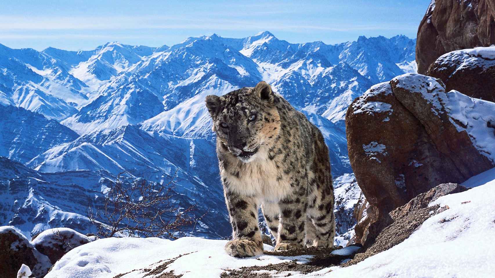 Un leopardo de las nieves en Planet Earth.