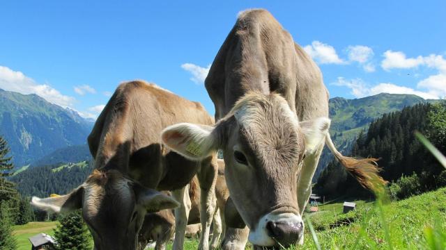 vaca, pradera, austria