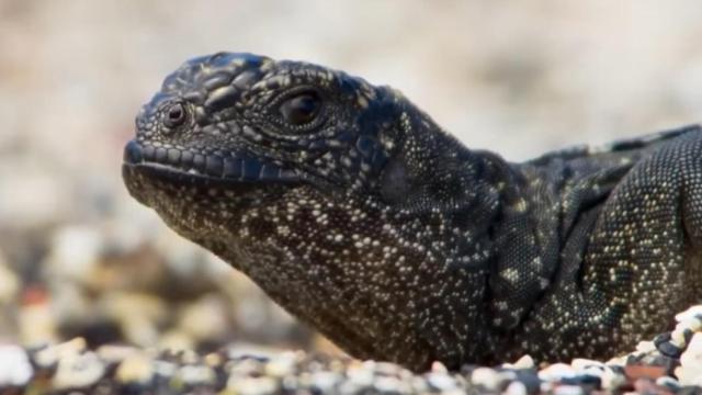 La iguana, tan tranquila, no sabe aún la que se le viene encima.