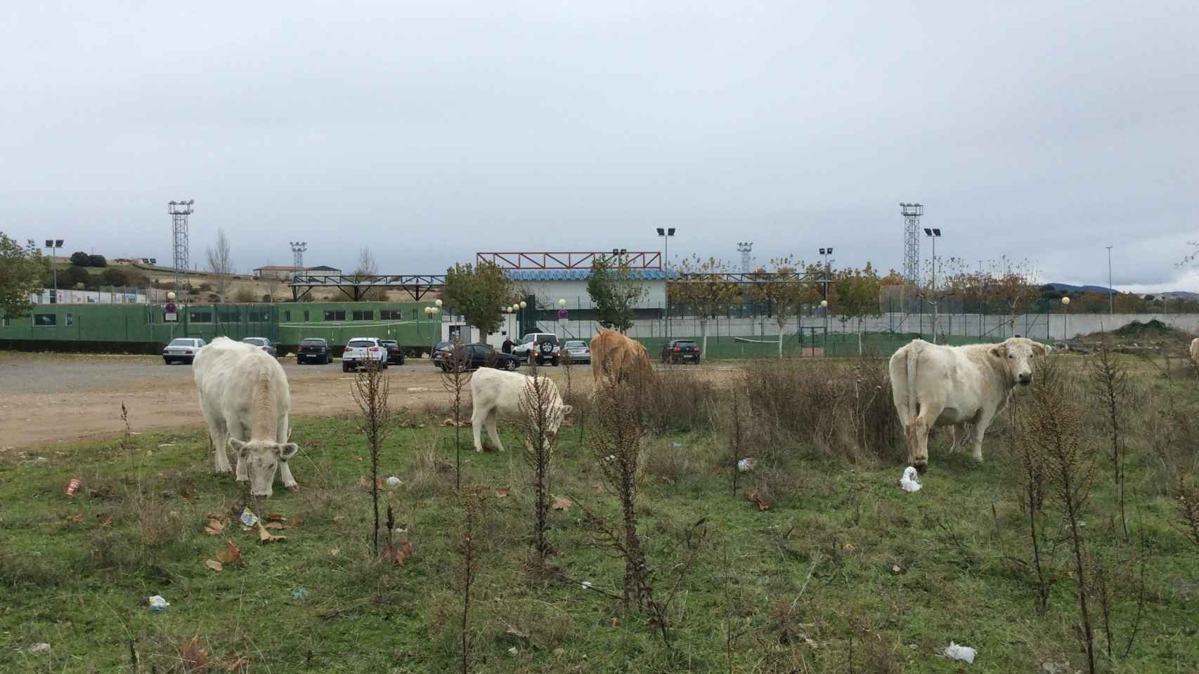 Vacas pastando junto al estadio Municipal de Guijuelo.