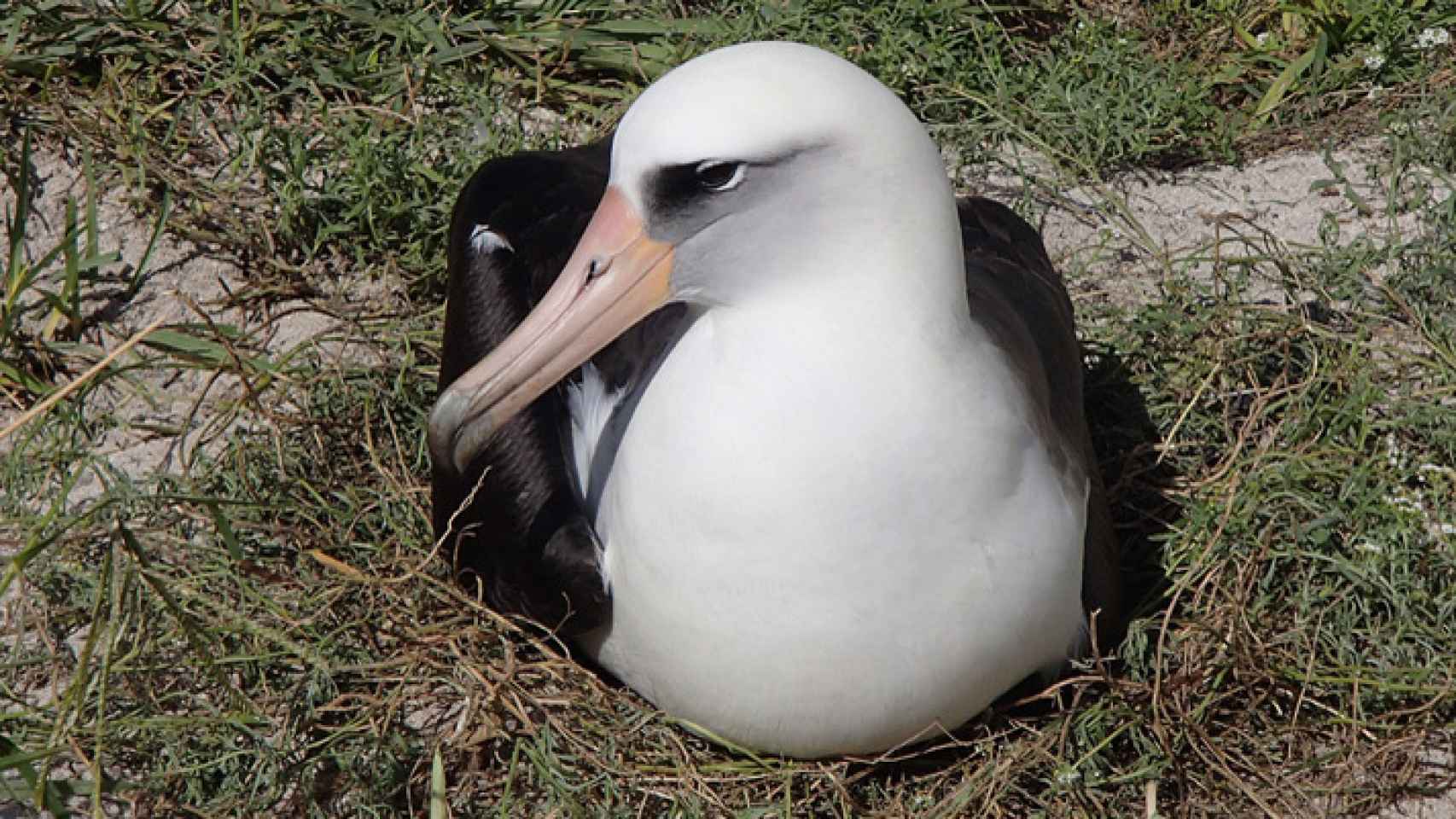 Imagen del albatros Wisdom en su nido.