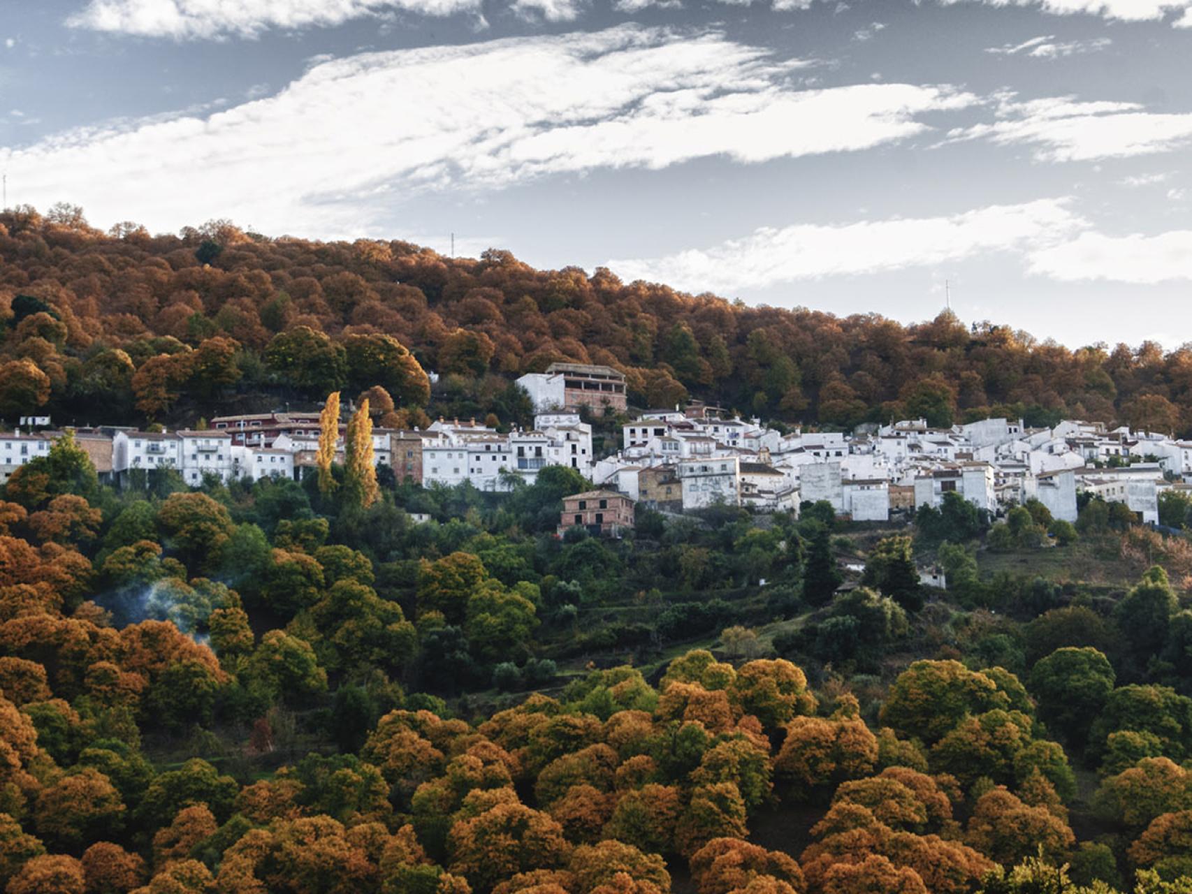 Ruta de los castaños por los pueblos del Valle del Genal, en la Sierra de Ronda (Málaga): La ruta los castaños o bosques de "marron glacé"