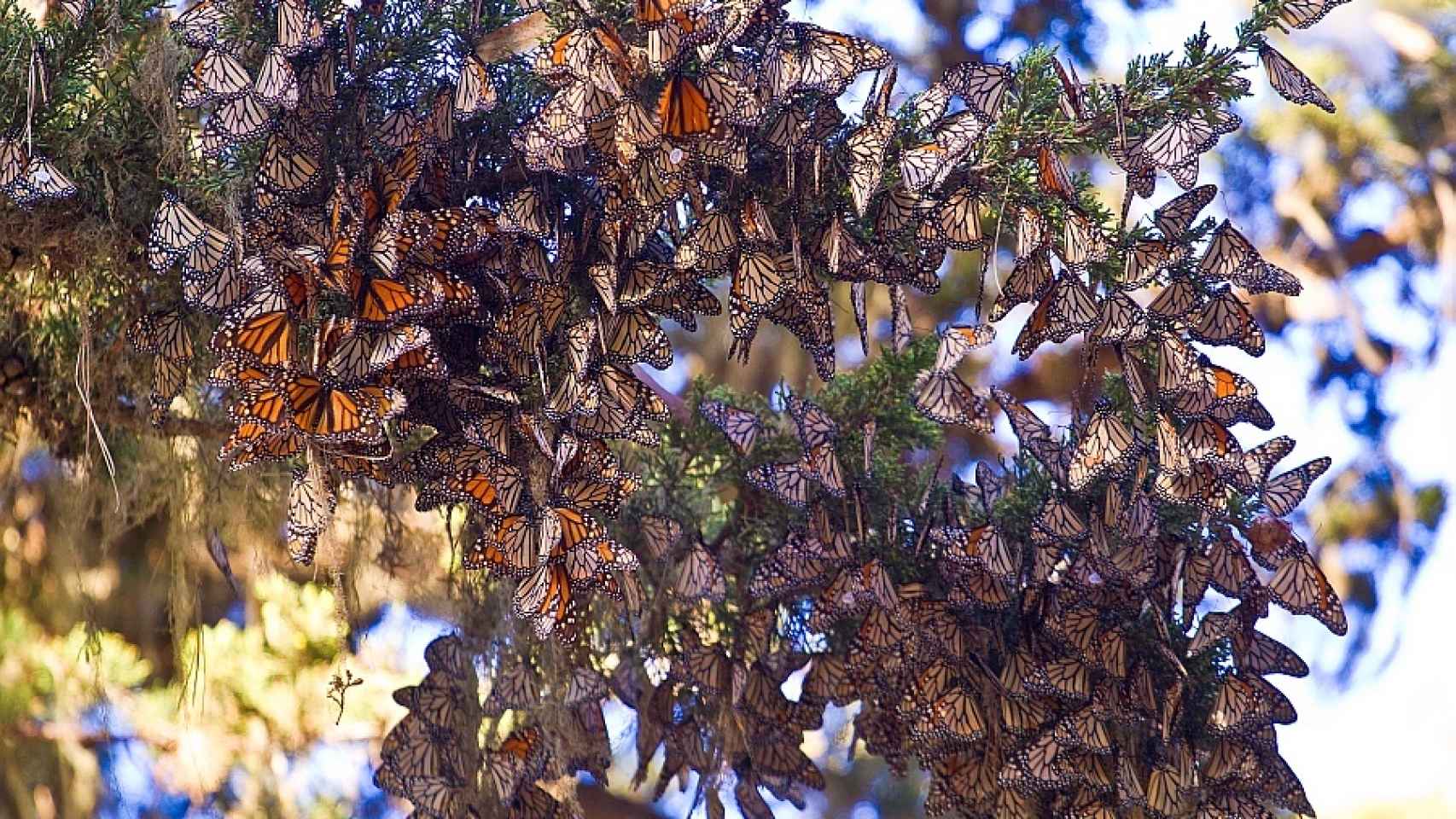 Mariposas Monarcas en Pacific Grove, California.
