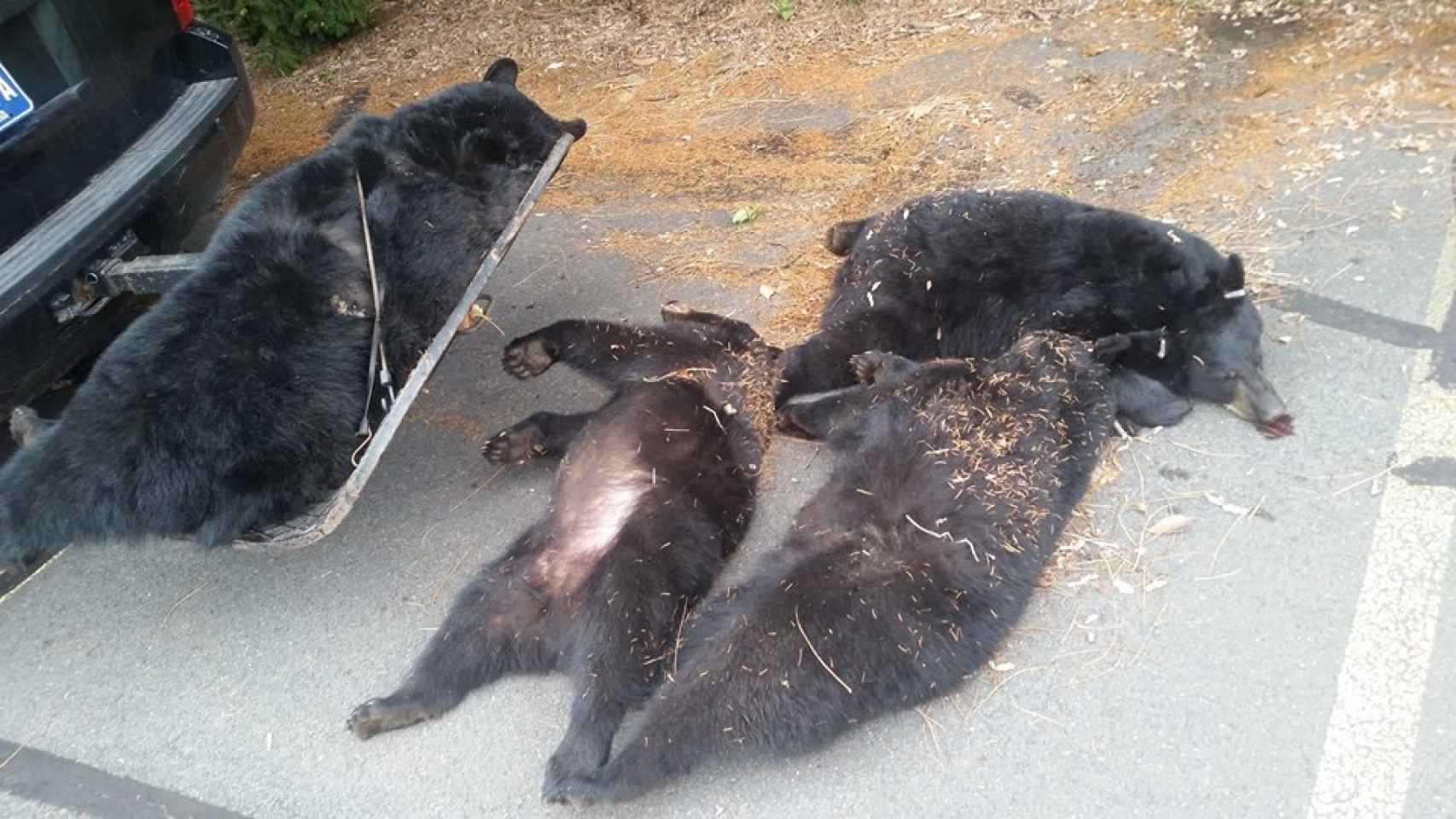 La familia de osos muerta, en la fotografía subida por la policía de Wyoming Oeste.
