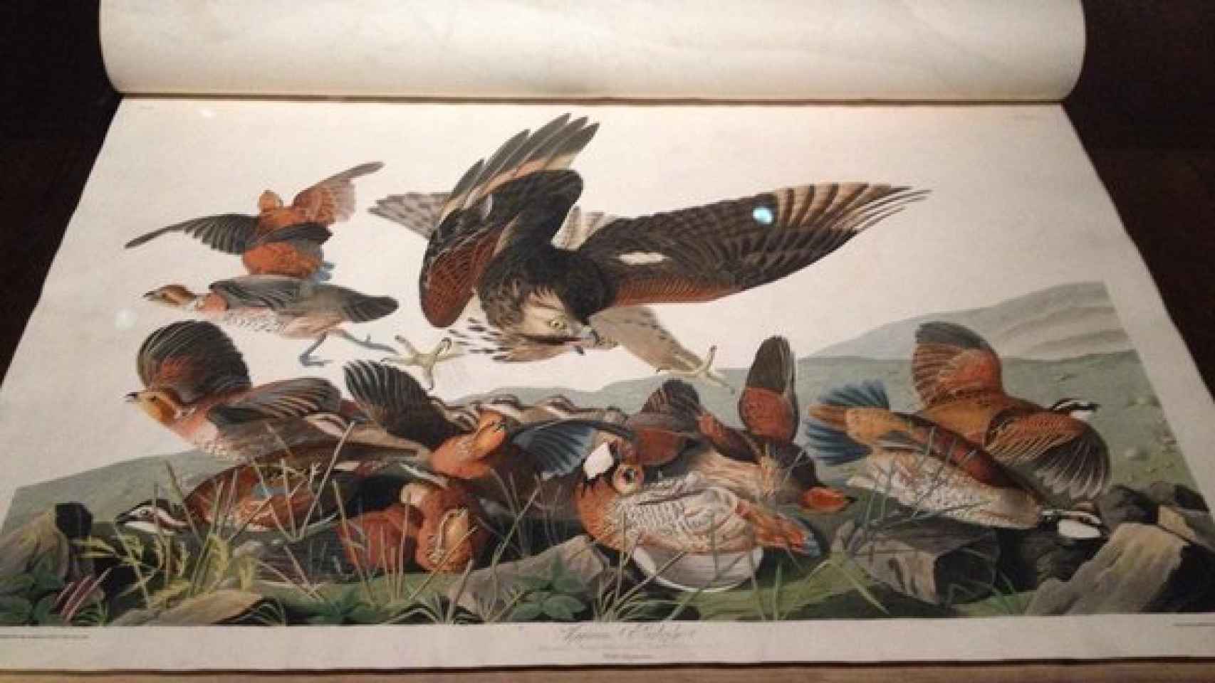 The birds of America, de JJ Audubon. Ejemplar en la Biblioteca de la Universidad de Oxford.