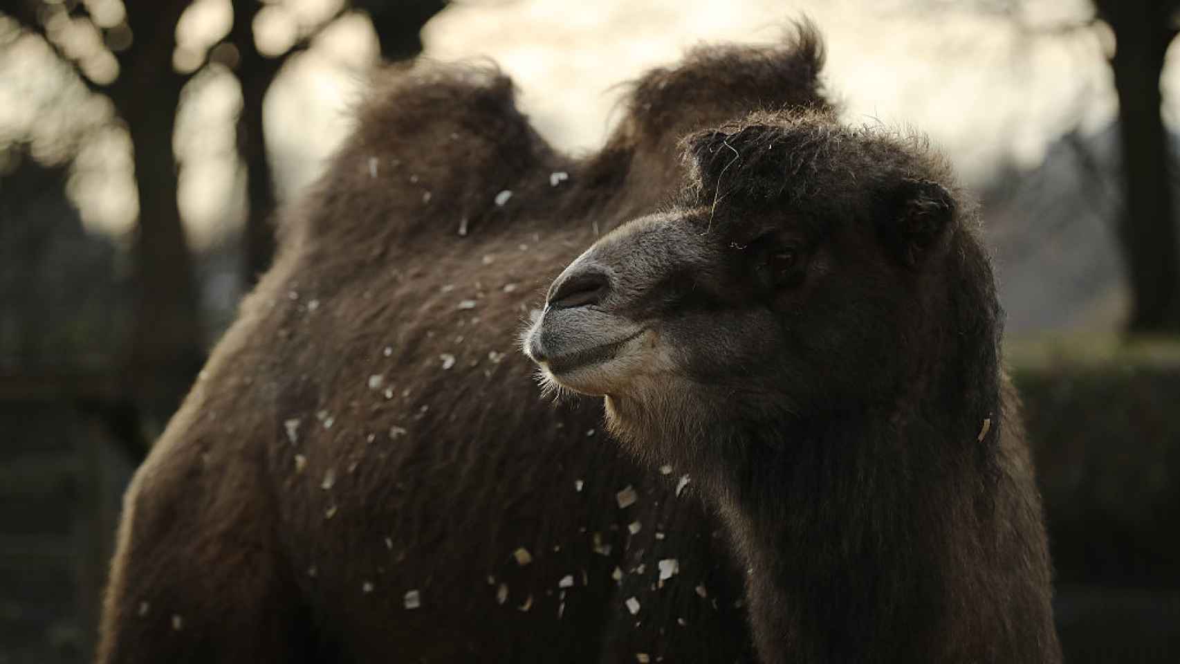 Un camello bactriano en el Zoo del Londres.