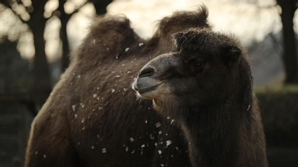 Un camello bactriano en el Zoo del Londres.