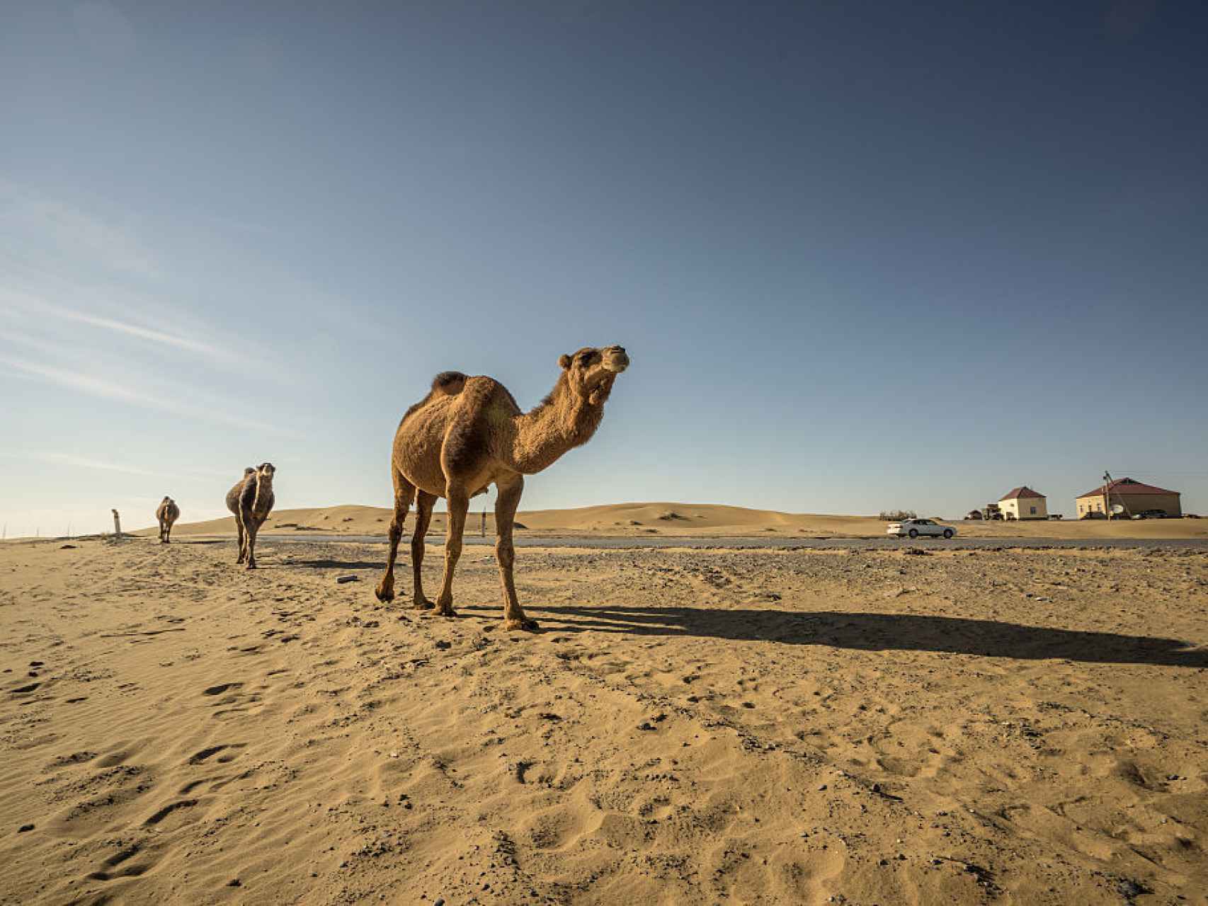 Unos camellos recorren en fila  la provincia de Ahal, en Turkmenistán.