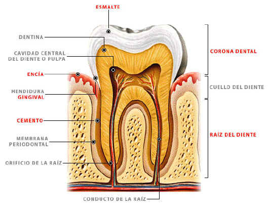 estructura_diente