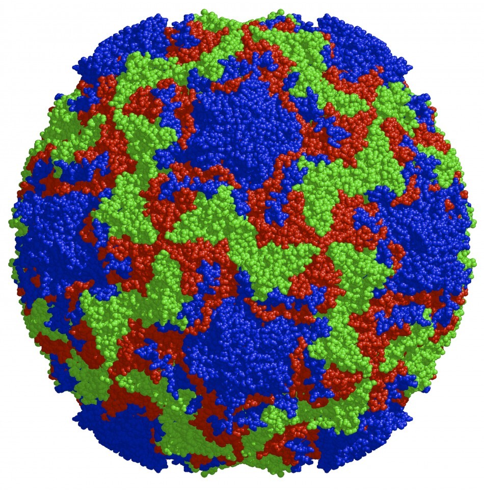 rinovirus
