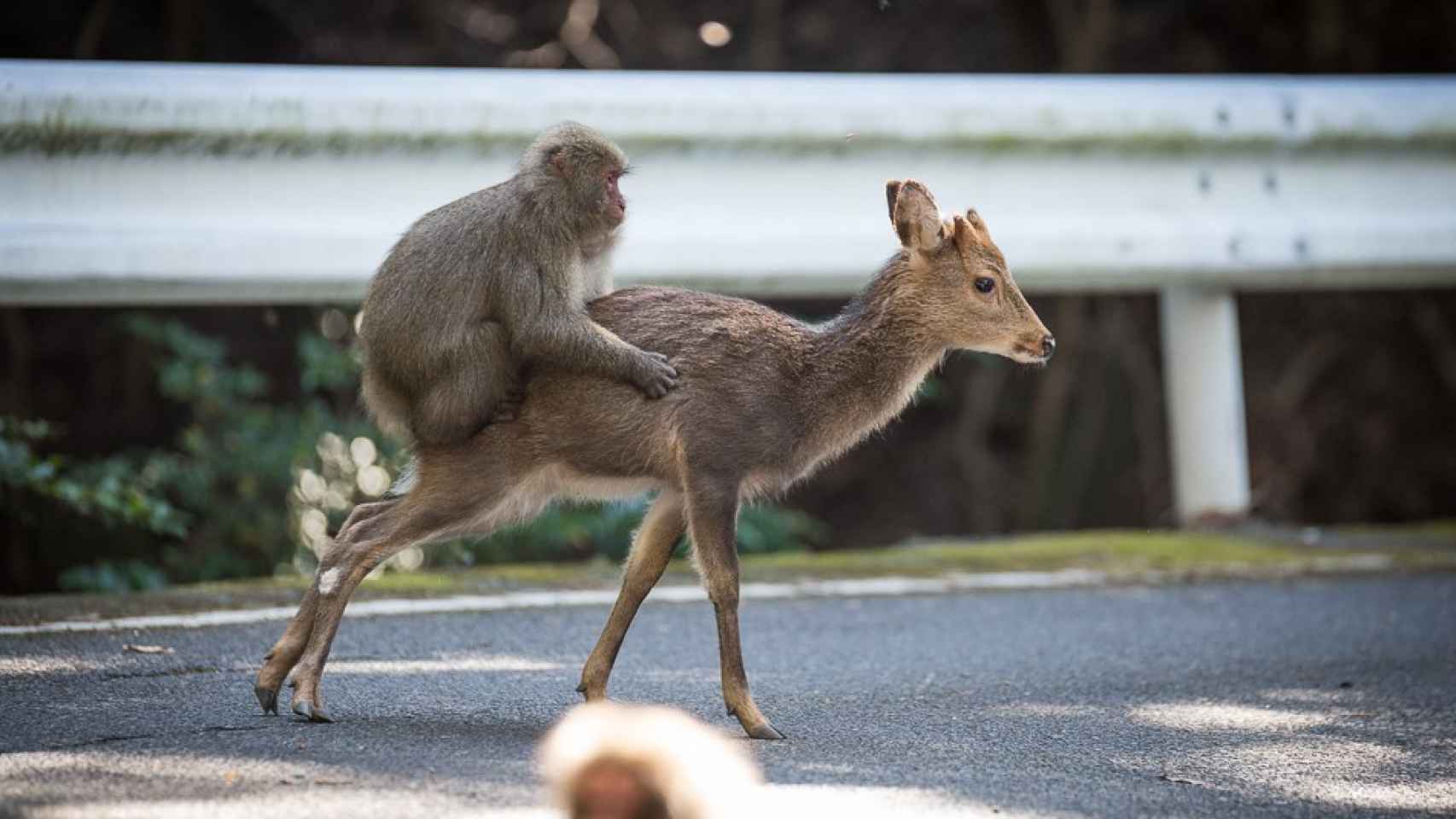 Un macaco japonés usando a un ciervo como taxi.