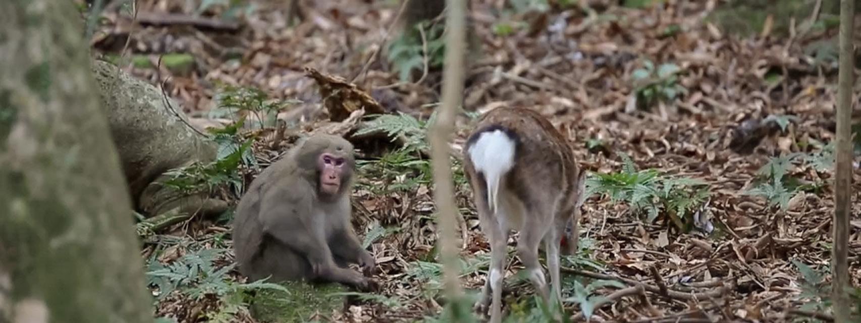 ¿Por qué este macaco japonés trató de copular con una cierva?