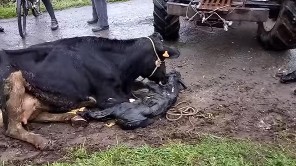 Hazaña heroica con final feliz: madre e hijo están perfectamente.