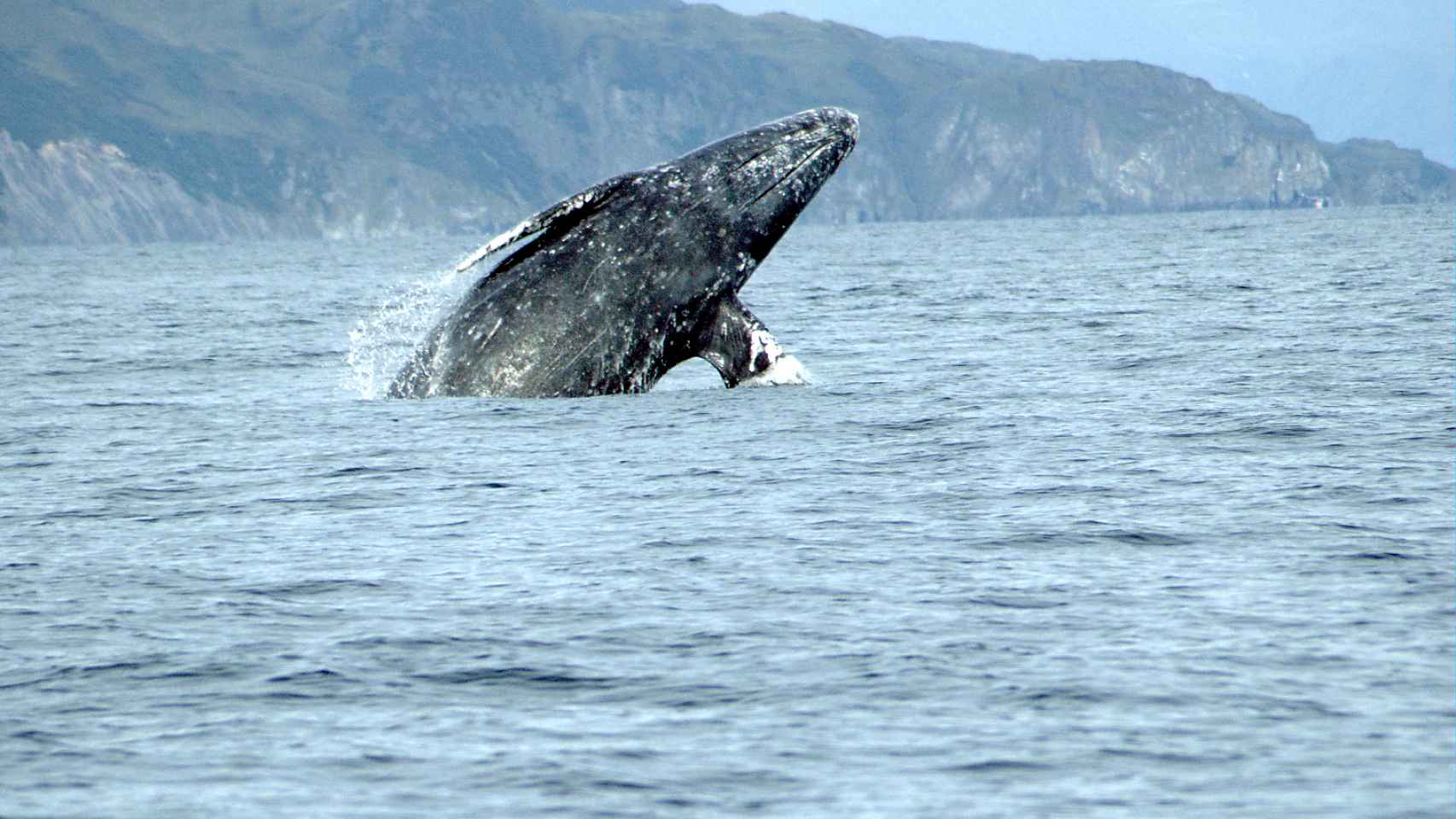 Un ejemplar de ballena gris se eleva sobre las aguas