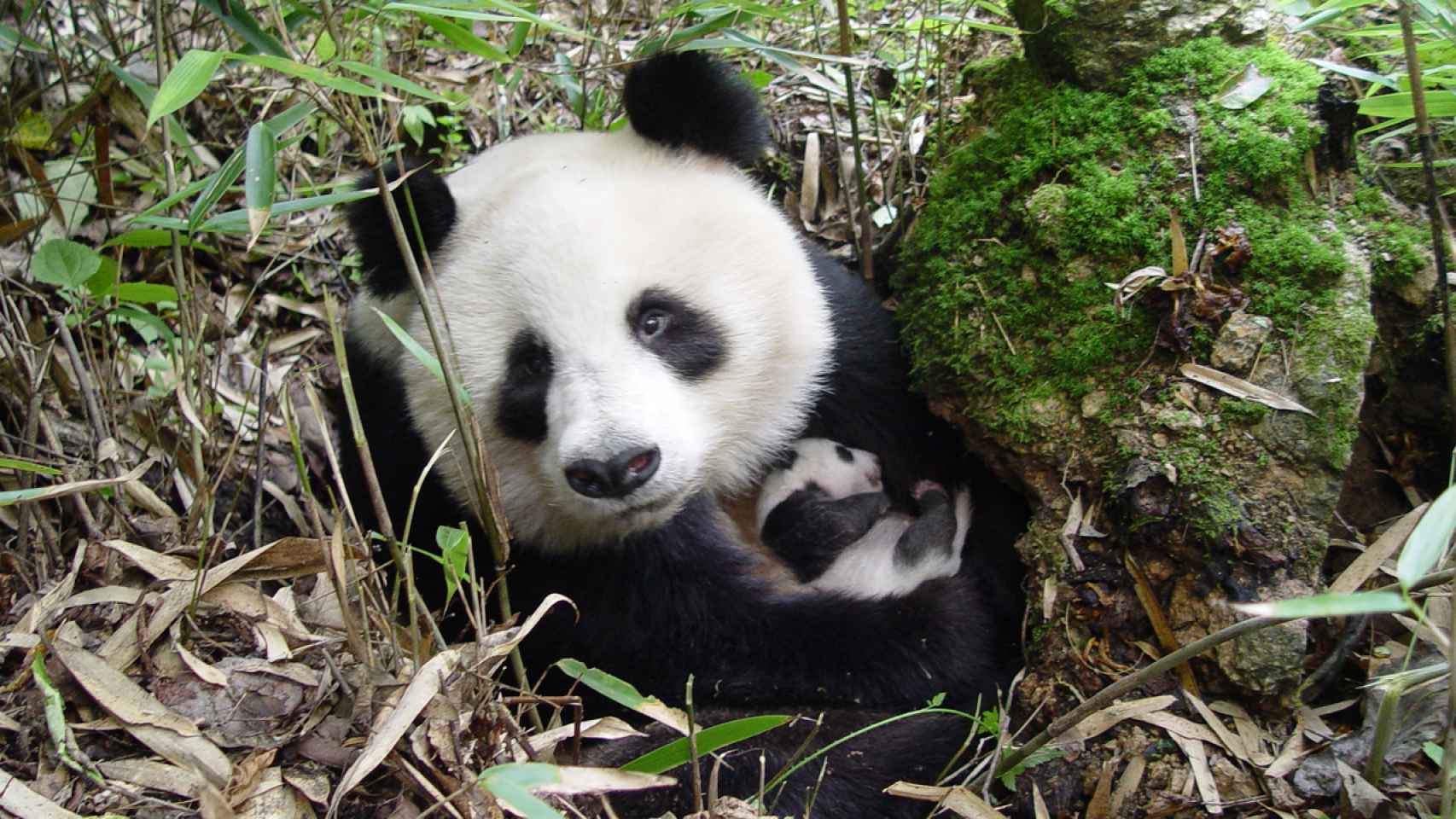 Ejemplar de oso panda cuidando de su cría.