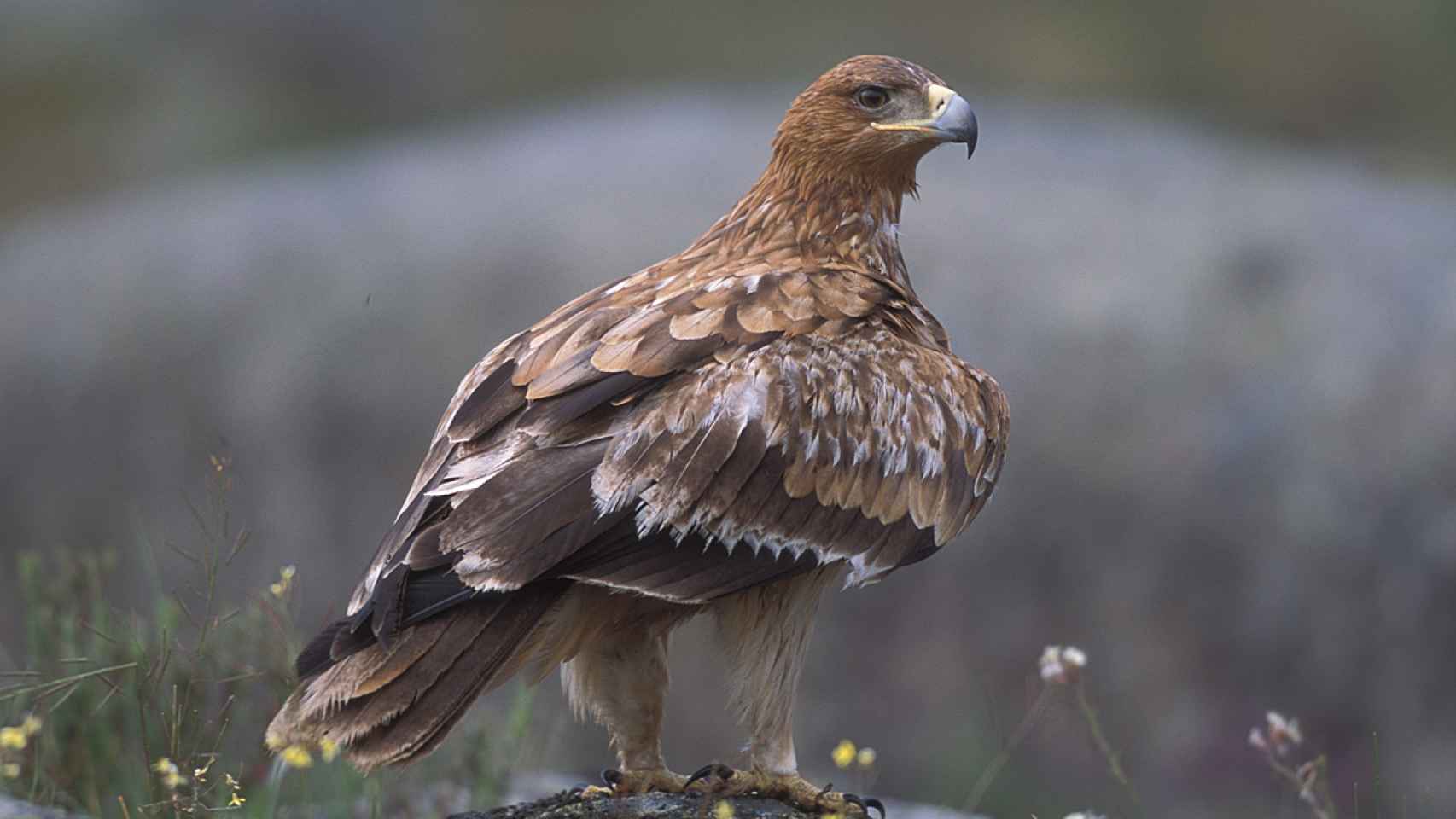 El águila imperial es endémica de la Península.