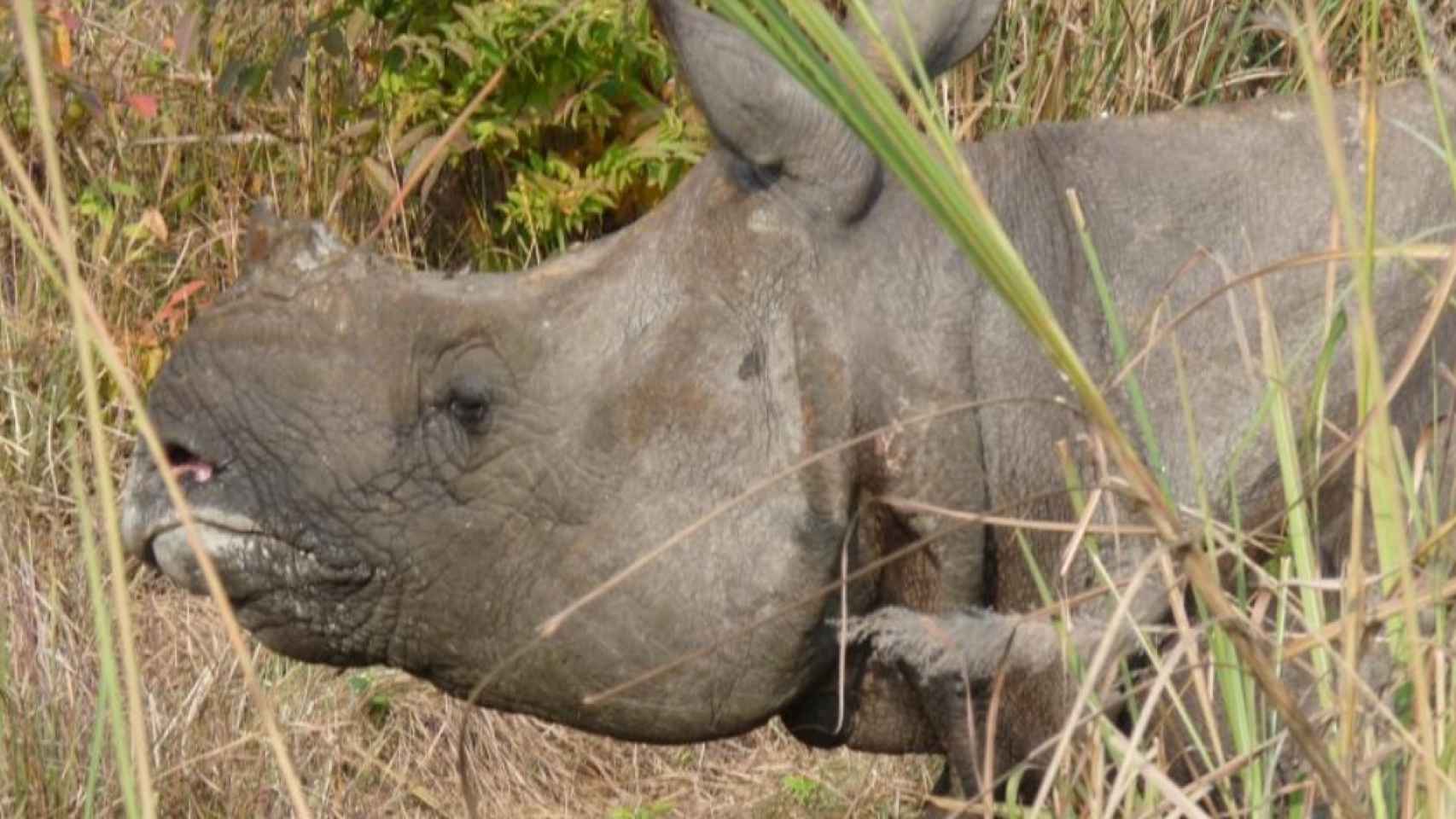 El cuerno del rinoceronte es lo más preciado para los furtivos.