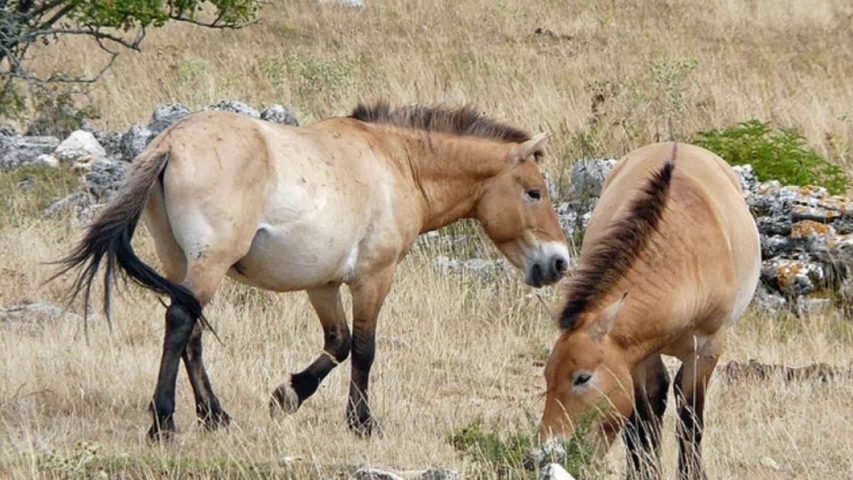 Dos caballos salvajes mongoles pastando.