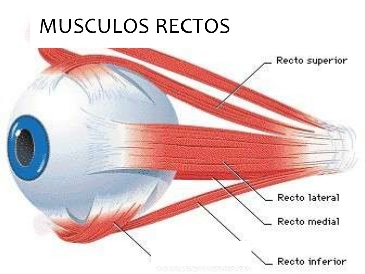 msculos-de-la-rbita-ocular-5-728