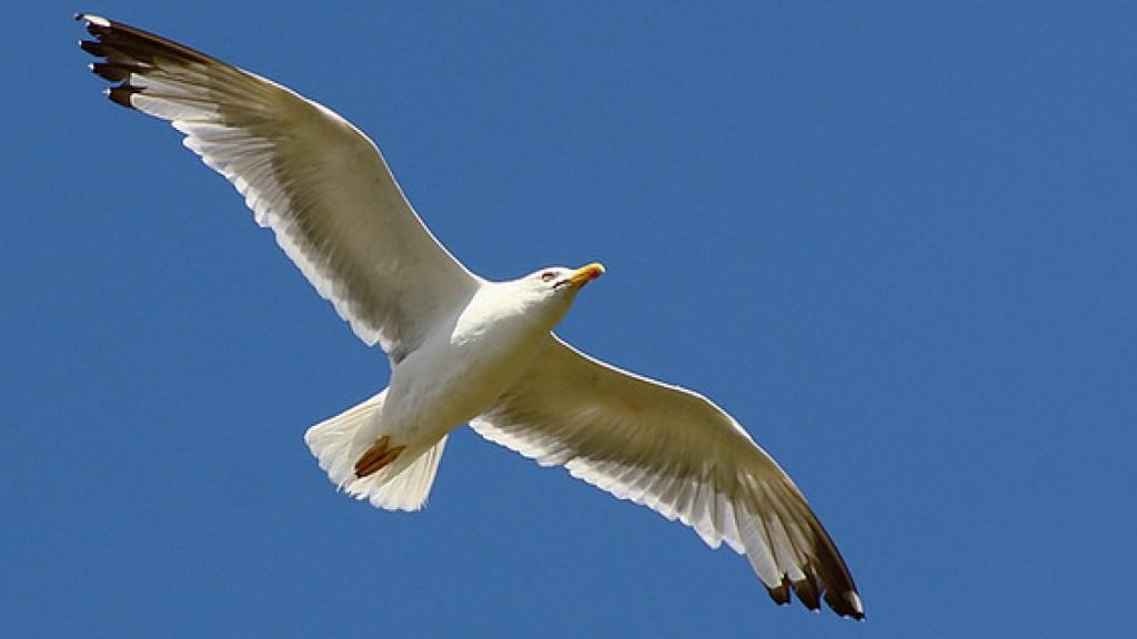 El vuelo de la gaviota.