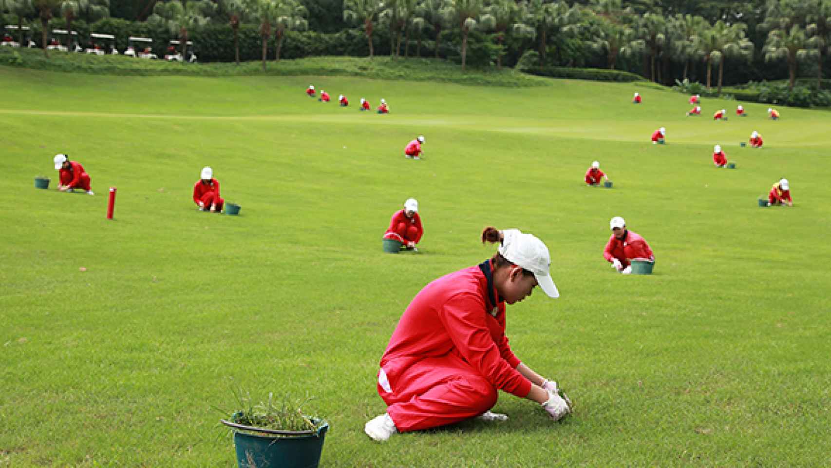 Caddies tratando la hierba de un campo de golf chino.