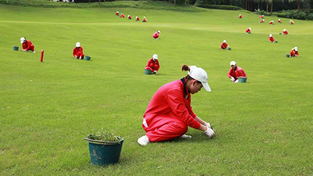 Caddies tratando la hierba de un campo de golf chino.
